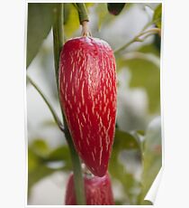 Variegated Chilli Poster
