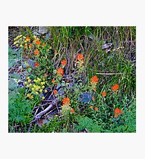 In the Wild Photographic Print