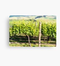 Vineyard Canvas Print
