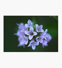 Feeling Blue Photographic Print