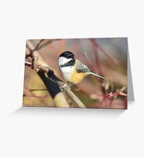 Black-capped Chickadee Greeting Card