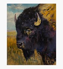 Bison Photographic Print
