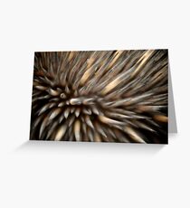 Echidna spines Grußkarte