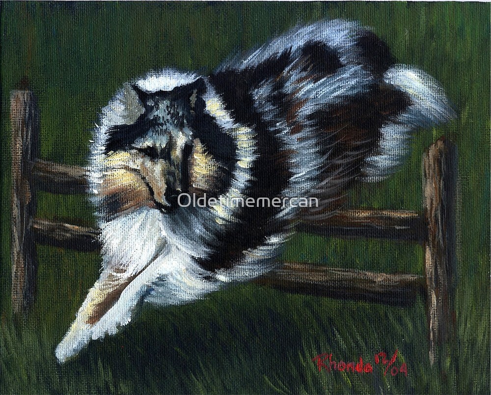 "Rough Collie Agility Dog" by Oldetimemercan Redbubble