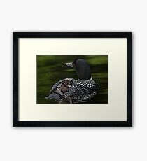 Loon and Chick - Little Sebago Lake, Maine Framed Print