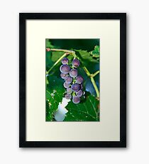 Grapes Framed Print