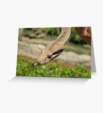 A Snake's forked tongue Greeting Card
