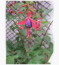 Fuschia Poster