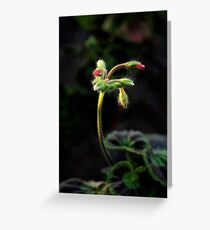 Delicate Curves Greeting Card