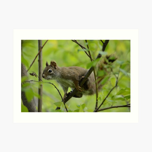 Squirrel In Greenery 1 Art Print