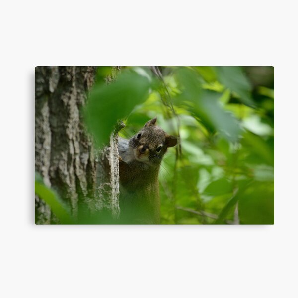 Through The Leaves Canvas Print