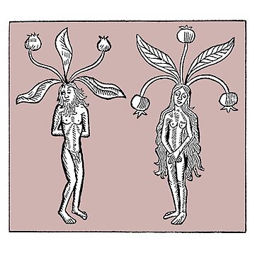 Male and Female Mandrake Woodcut - Medieval Botanical, Herbalism, Green  Witch, Plant Magic, Mandragora Mask for Sale by Sophie Curtis