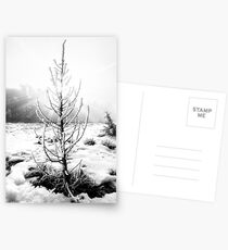 Real Christmas Tree in Black and White Postcards
