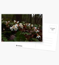 Oconee Bell Postcards