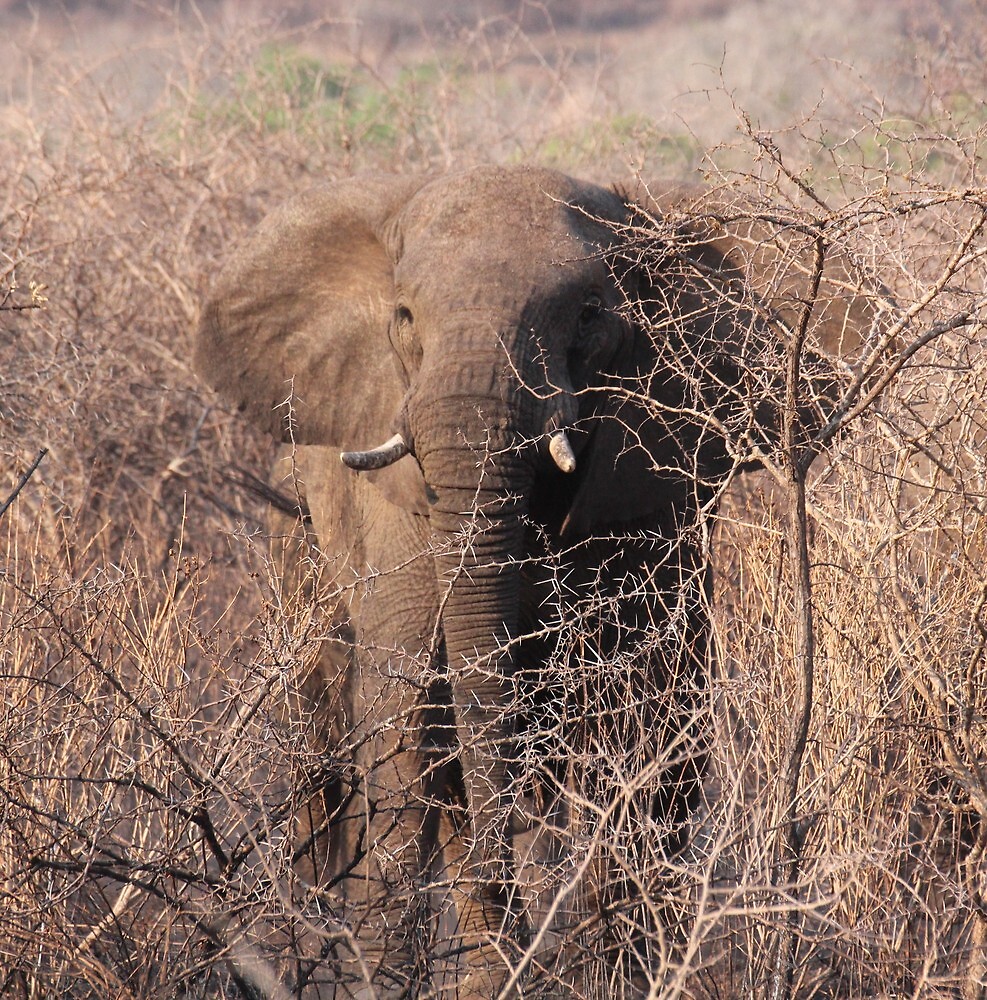 "Elephant camo" by corrado Redbubble