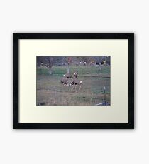 Back Yard Stomping Framed Print