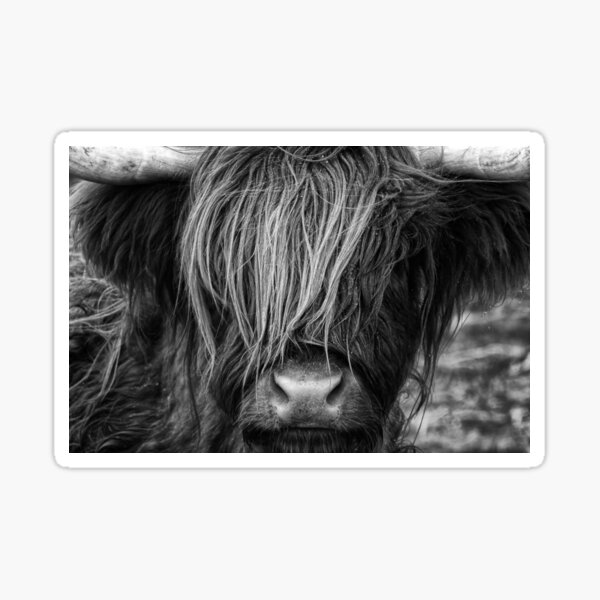 Highland Cow, Scotland Sticker
