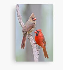 My Cardinal Neighbors Metal Print