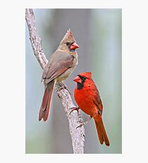 My Cardinal Neighbors Photographic Print