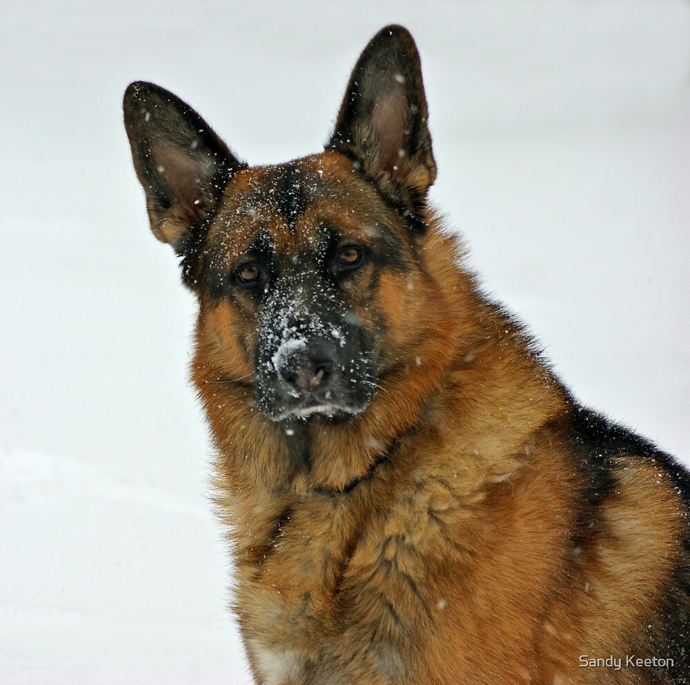 "German Shepherd in the Snow" by Sandy Keeton | Redbubble
