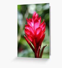 Red Flower Greeting Card