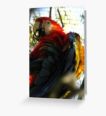 Kodachrome Greeting Card