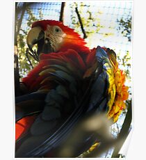 Kodachrome Poster