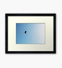 Frigatebird Framed Print