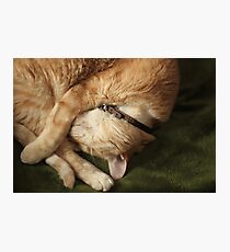 Curled Up Gumbo Photographic Print