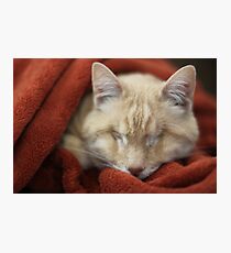 Gumbo in Blanket Photographic Print