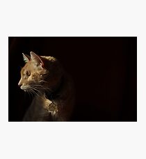 Contemplative Gumbo Photographic Print
