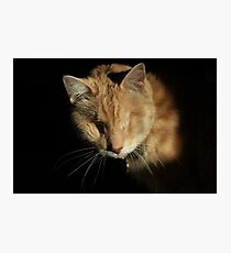 Gumbo against Black Photographic Print