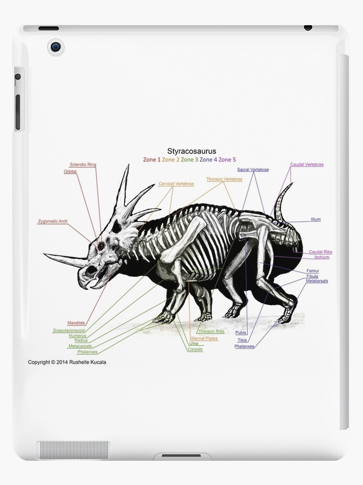 styracosaurus skeleton