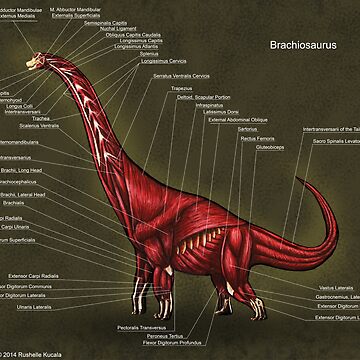 Tetina MAM Anatomic 