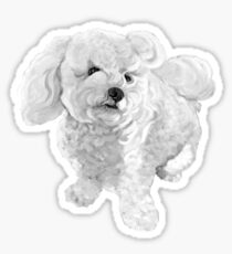 A Beautiful Bichon named Coconut ~ Black and white Sticker