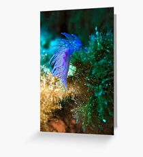 Nudibranch Greeting Card