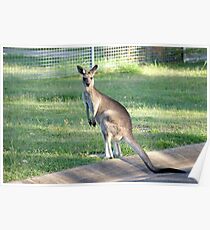 Kangaroo 1 Poster