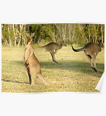 Kangaroo 3 Poster