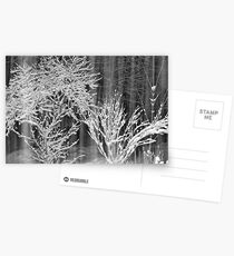 Snow Storm 2 Postcards