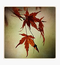 nadine Photographic Print
