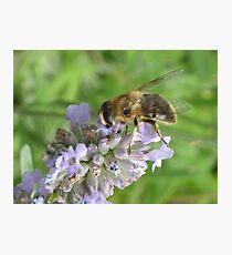 Bee on Lavender Photographic Print