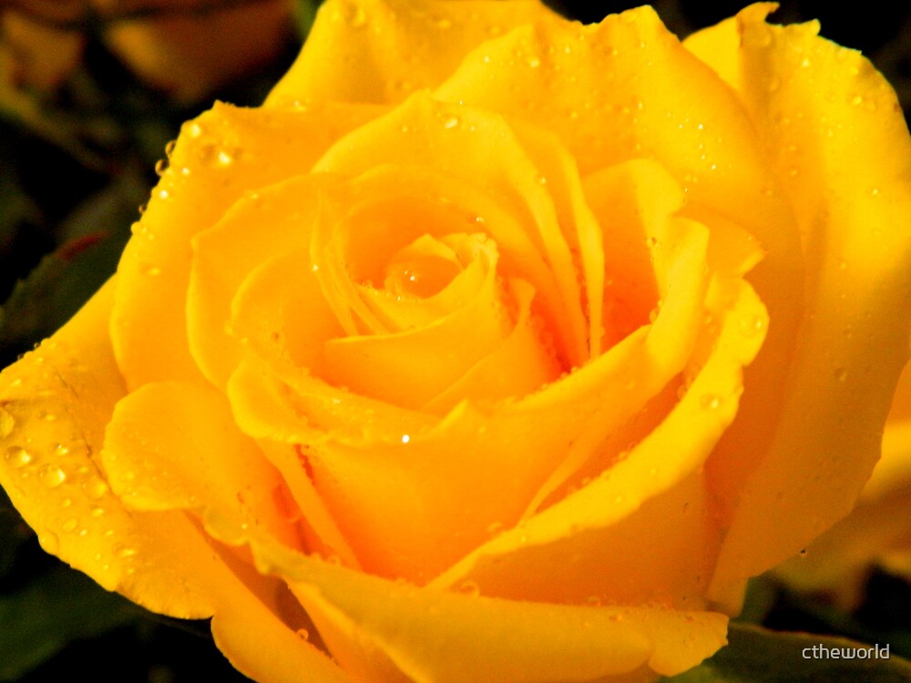 yellow-rose-of-texas-by-ctheworld-redbubble