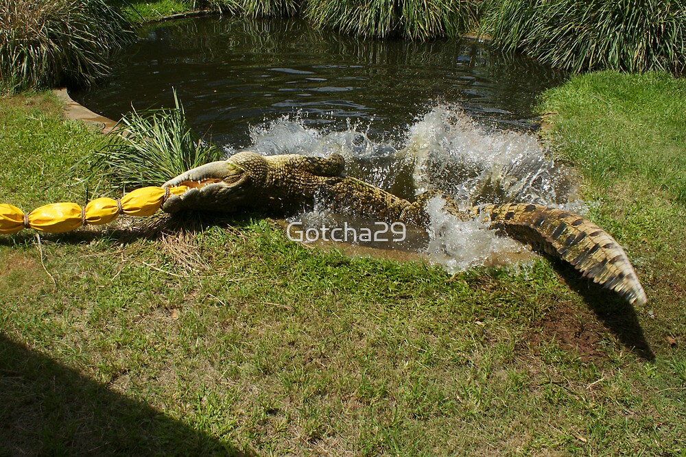 "Crocodile Sequence Death Roll 25" by Gotcha29 Redbubble