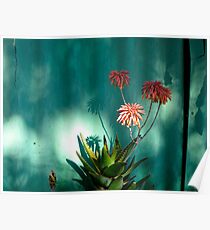 aloe Poster