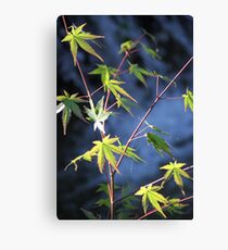 Green Japanese Maple Canvas Print