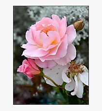 Lifecycle of a Rose Photographic Print