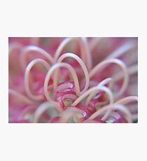 Grevillea Patterns Photographic Print
