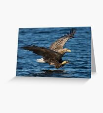 White-tailed Eagle Hunting Greeting Card