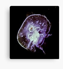 Pops Canvas Print