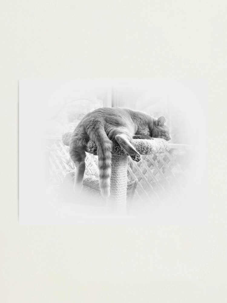Alternate view of Sleeping It Off! Photographic Print